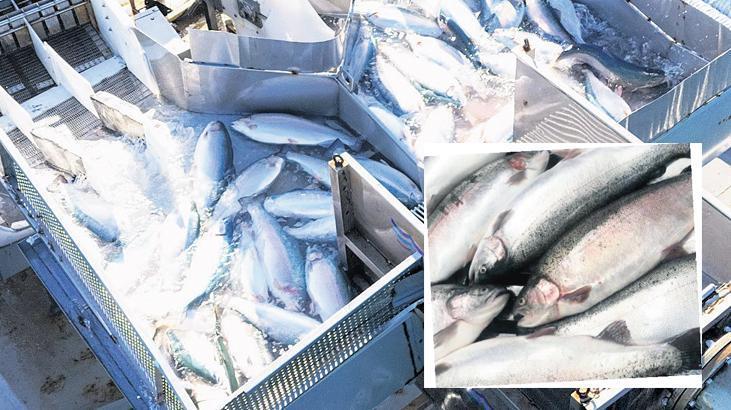 Karadeniz somonu dünyaya açıldı